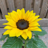Helianthus 'Sunsation' - Sunflower