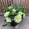 Hydrangea 'Schneeball'
