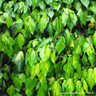 Hedera 'Paddy's Pride' - 1.2-1.5m trellis (Ivy)