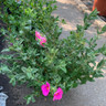 Cistus pulverlentus Sunset - 7.5L