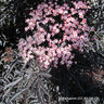 Sambucus 'Black Lace' - 10L