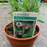 Lavender 'Blue Star (11cm )