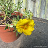 Helianthemum 'Ben Fhada' (11cm)