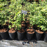 Carpinus betulus (Hornbeam) 40-60cm - 5.5ltr pot
