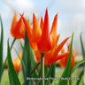 Tulip ' Ballerina' -PACK of 9 bulbs