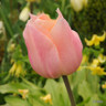 Tulip 'Apricot Beauty'