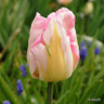 Tulip 'Angelique'