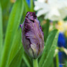 Tulip 'Black Parrot' - PACK of 4 bulbs