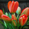 Tulip 'Apeldoorn Elite'