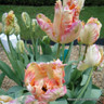 Tulip 'Apricot Parrot' - PACK of 8 bulbs