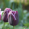 Tulip 'Arabian Mystery' - PACK of 6 bulbs