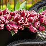 Tulip 'Arabian Mystery' - PACK of 6 bulbs