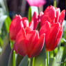 Tulip 'Couleur Cardinal' - PACK of 5 bulbs