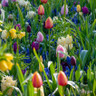 Tulip 'Bleu Aimable' bulbs