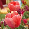 Tulip 'Christmas Marvel' - PACK of 6 bulbs