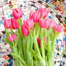 Tulip 'Christmas Marvel' - PACK of 6 bulbs