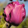 Tulip 'Blue Diamond'