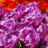 Tulip 'Blue Diamond'