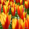 Tulip 'Giuseppe Verde'