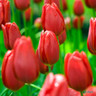 Tulip 'Cassini'