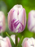 Tulip 'Flaming Flag' - PACK of 8 bulbs