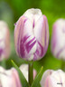 Tulip 'Flaming Flag' - PACK of 10 bulbs