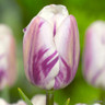 Tulip 'Flaming Flag'