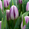 Tulip 'Flaming Flag'