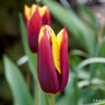 Tulip 'Gavota'