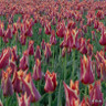 Tulip 'Gavota'