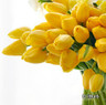 Tulip 'Golden Apeldoorn'