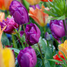Tulip 'Purple Prince'