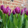 Tulip 'Purple Prince'