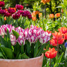 Tulip 'Mixed Double'