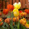 Tulip 'Mixed Double'