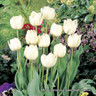 Tulip 'Mount Tacoma' - PACK of 9 bulbs