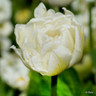 Tulip 'Mount Tacoma'