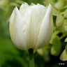 Tulip 'Mount Tacoma'