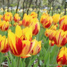 Tulip 'Mickey Mouse'