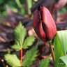 Tulip 'Ronaldo' - PACK of 4 bulbs