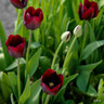 Tulip 'Ronaldo' - PACK of 4 bulbs