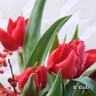 Tulip 'Kingsblood'