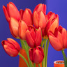 Tulip 'Kingsblood'