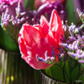 Tulip 'Mixed Parrot' - PACK of 4 bulbs