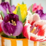 Tulip 'Mixed Parrot' - PACK of 4 bulbs