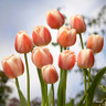 Tulip 'Ollioules' - PACK of 10 bulbs