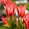 Tulip 'Pinocchio'