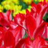 Tulip 'Pinocchio'