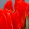 Tulip 'Red Riding Hood