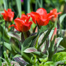 Tulip 'Red Riding Hood